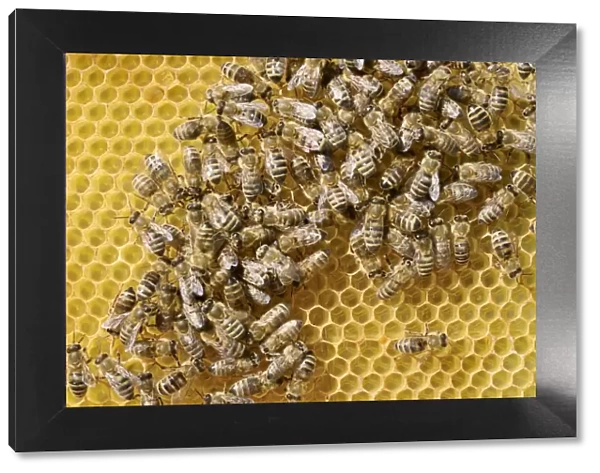 Honey bees -Apis mellifera var carnica-, worker bees in panic formation on a comb with eggs