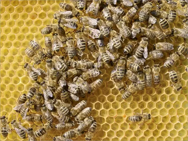Honey bees -Apis mellifera var carnica-, worker bees in panic formation on a comb with eggs