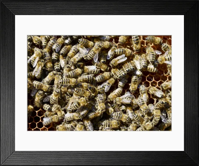 Framed Print : Honey bees -Apis mellifera var carnica-, on honeycomb Framed Print : Honey bees -Apis mellifera var carnica-, on honeycomb
