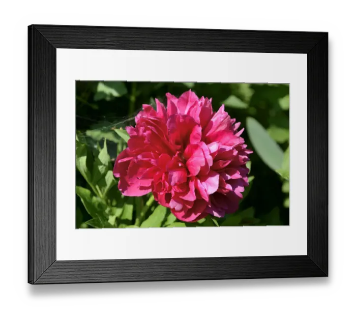 Framed Print : Red flower, peony -Paeonia officinalis hybrid- Framed Print : Red flower, peony -Paeonia officinalis hybrid-
