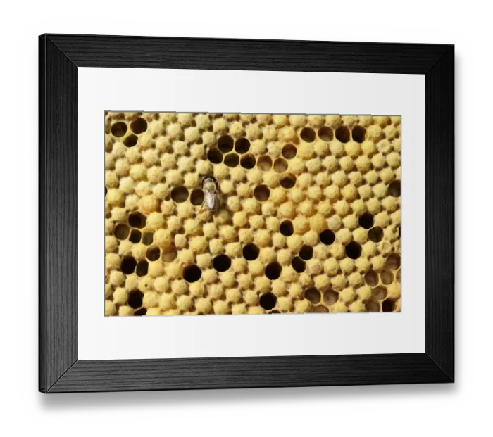 Framed Print : Honey bees -Apis mellifera var carnica-, brood comb with capped drone brood Framed Print : Honey bees -Apis mellifera var carnica-, brood comb with capped drone brood