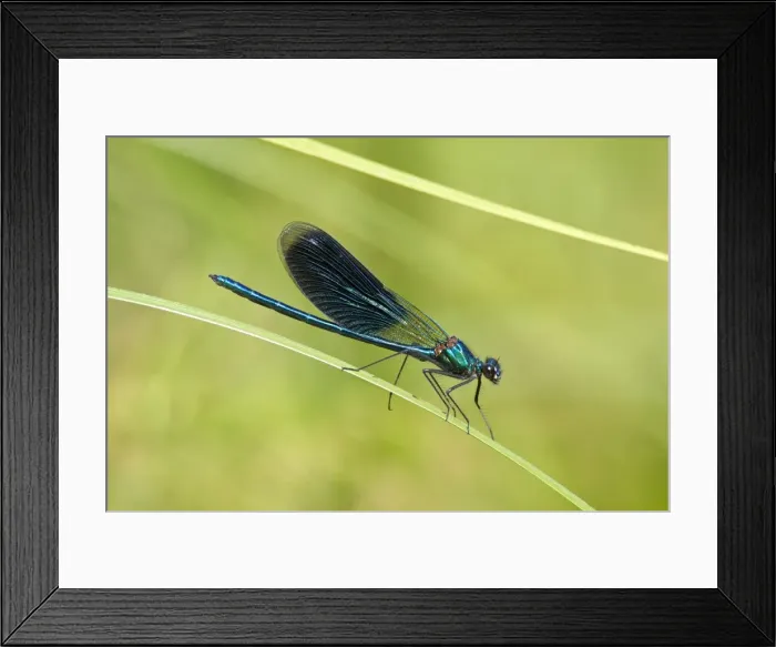 Framed Print : Beautiful Demoiselle -Calopteryx virgo-, Luebeln, Wendland, Lower Saxony, Germany Framed Print : Beautiful Demoiselle -Calopteryx virgo-, Luebeln, Wendland, Lower Saxony, Germany