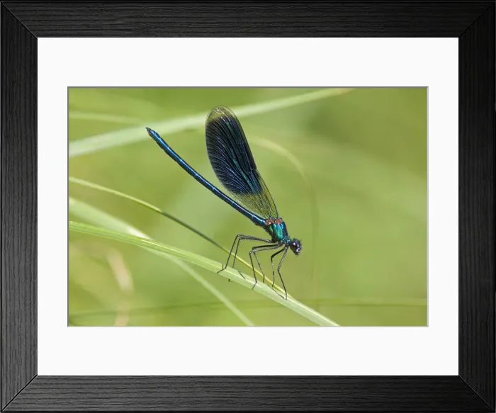 Framed Print : Beautiful Demoiselle -Calopteryx virgo-, Luebeln, Wendland, Lower Saxony, Germany Framed Print : Beautiful Demoiselle -Calopteryx virgo-, Luebeln, Wendland, Lower Saxony, Germany