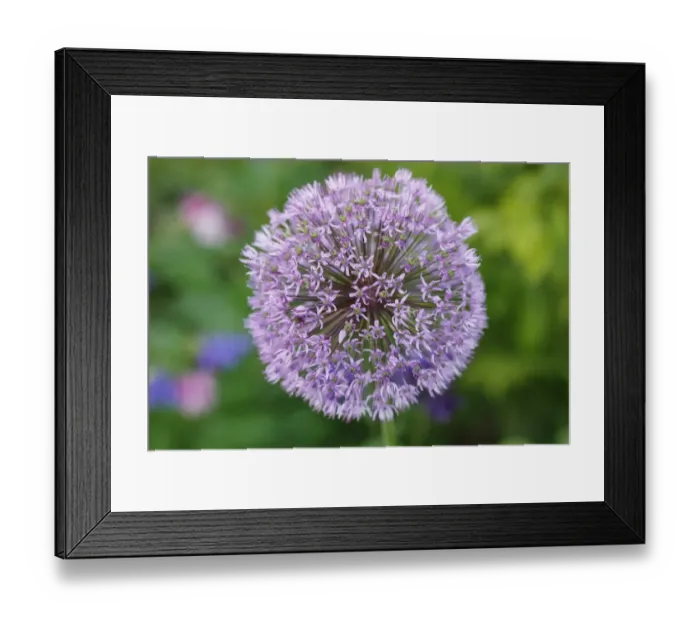 Framed Print : Flowering onion -Allium aflatunense-, garden plant, Bavaria, Germany, Europe Framed Print : Flowering onion -Allium aflatunense-, garden plant, Bavaria, Germany, Europe