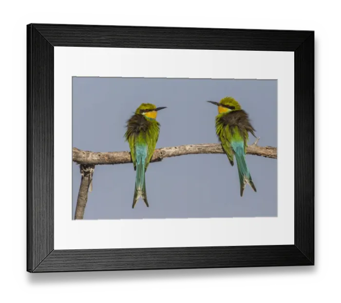 Framed Print : Swallow-tailed bee-eaters -Merops hirundineus-, Etosha National Park, Namibia, Africa Framed Print : Swallow-tailed bee-eaters -Merops hirundineus-, Etosha National Park, Namibia, Africa