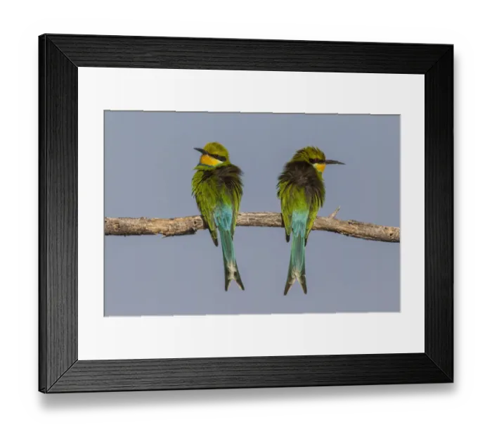 Framed Print : Swallow-tailed bee-eaters -Merops hirundineus-, Etosha National Park, Namibia, Africa Framed Print : Swallow-tailed bee-eaters -Merops hirundineus-, Etosha National Park, Namibia, Africa