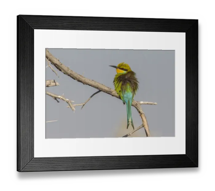 Framed Print : Swallow-tailed bee-eater -Merops hirundineus-, Etosha National Park, Namibia, Africa Framed Print : Swallow-tailed bee-eater -Merops hirundineus-, Etosha National Park, Namibia, Africa