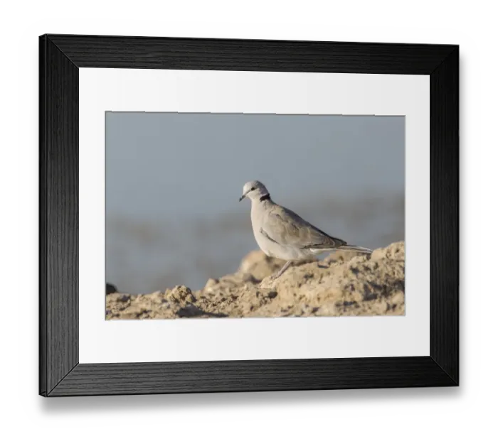 Framed Print : Cape turtle dove -Streptopelia capicola-, Etosha National Park, Namibia, Africa Framed Print : Cape turtle dove -Streptopelia capicola-, Etosha National Park, Namibia, Africa