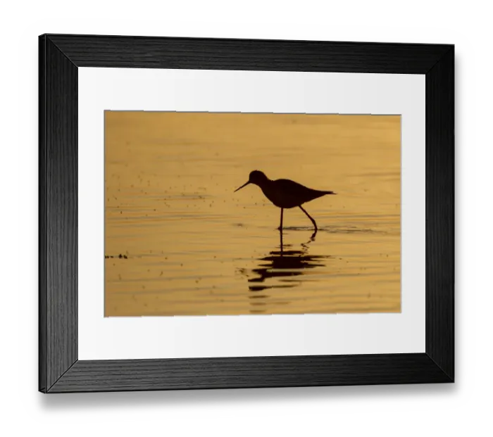 Framed Print : Black-winged stilt -Himantopus himantopus-, Etosha National Park, Namibia, Africa Framed Print : Black-winged stilt -Himantopus himantopus-, Etosha National Park, Namibia, Africa