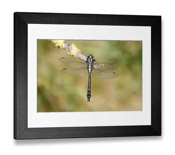 Framed Print : Common club-tail -Gomphus vulgatissimus- perched on a rush stem, Huehnermoor marsh near Marienfeld, Guetersloh, North Rhine-Westphalia, Germany, Europe