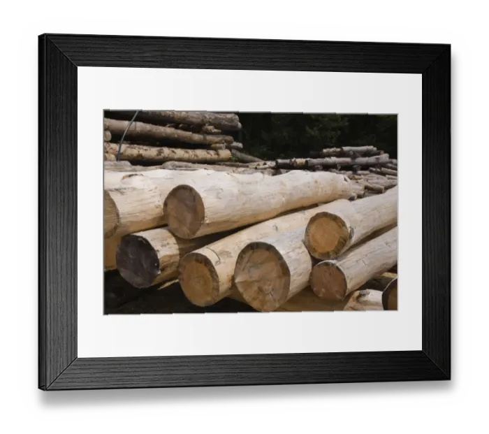 Framed Print : Stack of Eastern white pine tree logs, Laurentians, Quebec, Canada Framed Print : Stack of Eastern white pine tree logs, Laurentians, Quebec, Canada