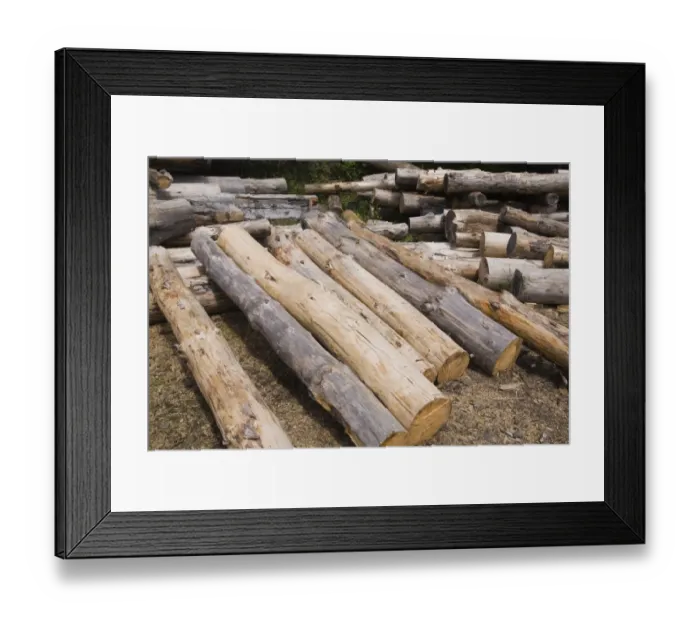 Framed Print : Stack of Eastern white pine tree logs, Laurentians, Quebec, Canada Framed Print : Stack of Eastern white pine tree logs, Laurentians, Quebec, Canada