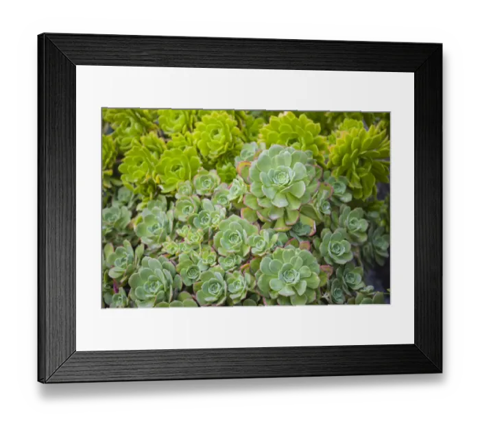 Framed Print : Echeveria -Echeveria sp. -, succulent, Cornwall, England, United Kingdom Framed Print : Echeveria -Echeveria sp. -, succulent, Cornwall, England, United Kingdom