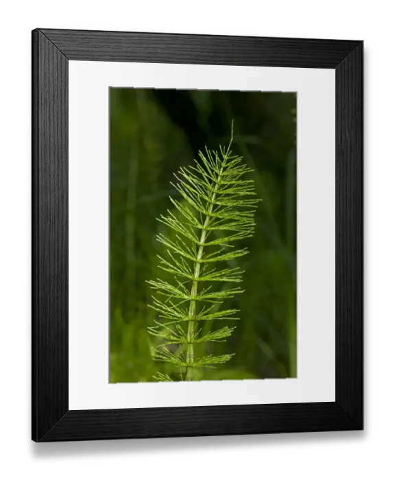 Framed Print : Sterile shoot of Field Horsetail -Equisetum arvense-, Kaiserstuhl, Baden-Wurttemberg, Germany Framed Print : Sterile shoot of Field Horsetail -Equisetum arvense-, Kaiserstuhl, Baden-Wurttemberg, Germany