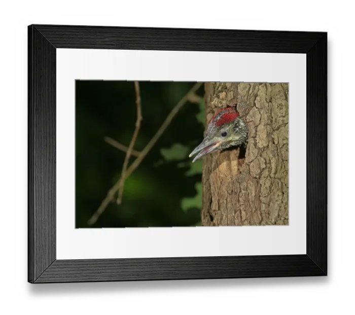 Framed Print : Green Woodpecker -Picus viridis-, young looking out of the tree hole, Germany Framed Print : Green Woodpecker -Picus viridis-, young looking out of the tree hole, Germany