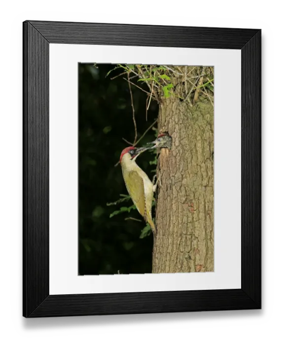 Framed Print : European Green Woodpecker -Picus viridis- feeding young at nest in tree hole, Germany Framed Print : European Green Woodpecker -Picus viridis- feeding young at nest in tree hole, Germany