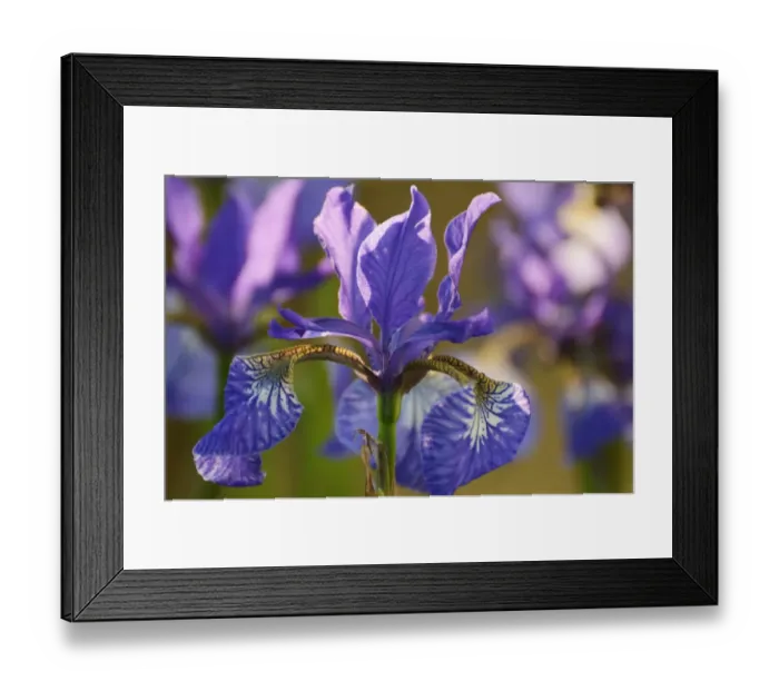 Framed Print : Siberian Iris -Iris sibirica-, flowering Framed Print : Siberian Iris -Iris sibirica-, flowering