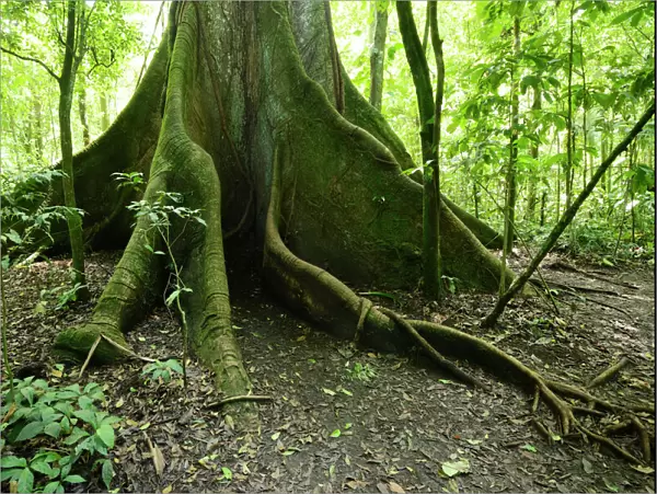 Kapok tree -Ceiba pentandra- in the tropical rain forest, Rincon de la Vieja National Park, Guanacaste, Costa Rica, Central America