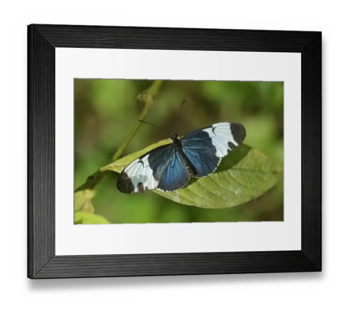 Framed Print : Doris Longwing or The Doris -Laparus doris-, tropical butterfly, on a leaf, La Fortuna, Costa Rica, Central America Framed Print : Doris Longwing or The Doris -Laparus doris-, tropical butterfly, on a leaf, La Fortuna, Costa Rica, Central America