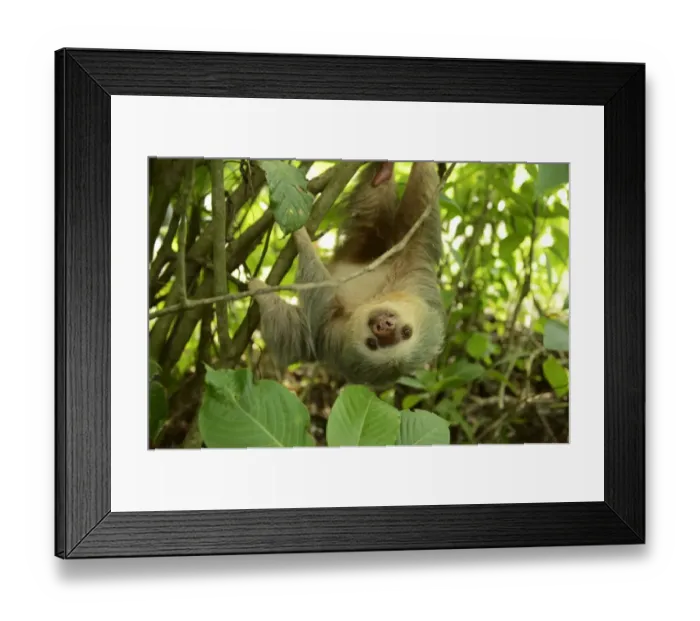 Framed Print : Hoffmanns two-toed sloth -Choloepus hoffmanni-, hanging upside down in a tree, La Fortuna, Costa Rica, Central America Framed Print : Hoffmanns two-toed sloth -Choloepus hoffmanni-, hanging upside down in a tree, La Fortuna, Costa Rica, Central America