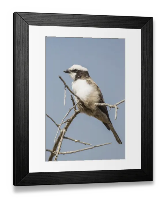 Framed Print : White-crowned shrike -Eurocephalus anguitimens-, Etosha National Park, Namibia, Africa Framed Print : White-crowned shrike -Eurocephalus anguitimens-, Etosha National Park, Namibia, Africa