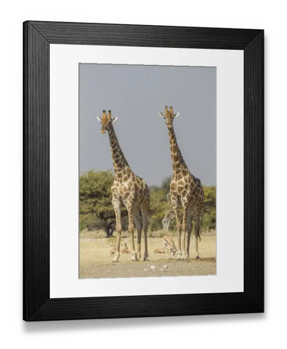 Framed Print : Giraffes -Giraffa camelopardalis-, Etosha National Park, Namibia, Africa Framed Print : Giraffes -Giraffa camelopardalis-, Etosha National Park, Namibia, Africa