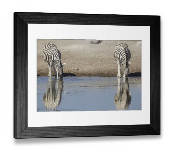 Framed Print : Burchells zebras -Equus quagga-, drinking, Etosha National Park, Namibia, Africa Framed Print : Burchells zebras -Equus quagga-, drinking, Etosha National Park, Namibia, Africa