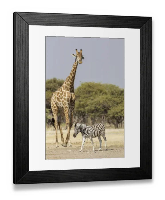 Framed Print : Giraffe -Giraffa camelopardalis- and Burchells zebra -Equus quagga-, Etosha National Park, Namibia, Africa Framed Print : Giraffe -Giraffa camelopardalis- and Burchells zebra -Equus quagga-, Etosha National Park, Namibia, Africa