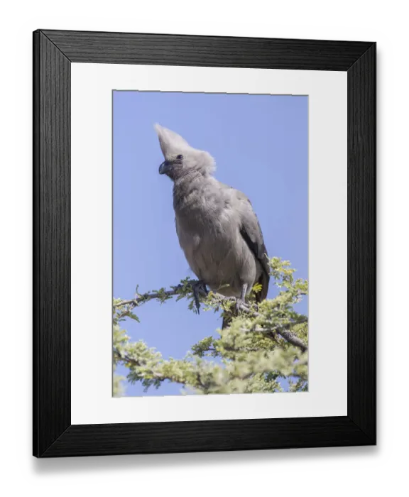 Framed Print : Grey go-away-bird or Grey lourie -Corythaixoides concolor-, Etosha National Park, Namibia, Africa Framed Print : Grey go-away-bird or Grey lourie -Corythaixoides concolor-, Etosha National Park, Namibia, Africa