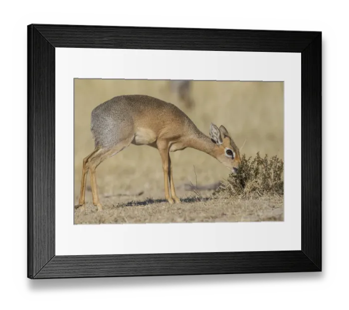 Framed Print : Kirks dik-dik -Madoqua kirki-, Etosha National Park, Namibia, Africa Framed Print : Kirks dik-dik -Madoqua kirki-, Etosha National Park, Namibia, Africa