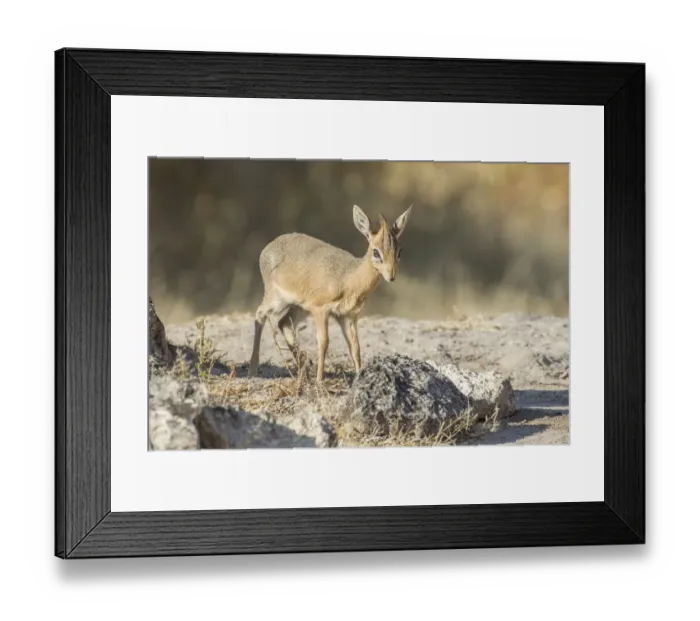 Framed Print : Kirks dik-dik -Madoqua kirki-, Etosha National Park, Namibia, Africa Framed Print : Kirks dik-dik -Madoqua kirki-, Etosha National Park, Namibia, Africa