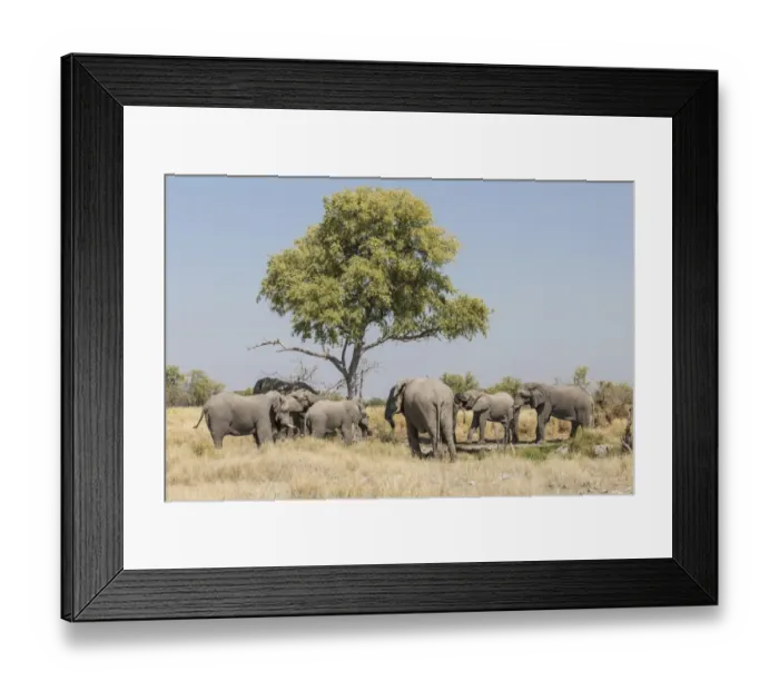 Framed Print : African elephants -Loxodonta africana-, Etosha National Park, Namibia, Africa