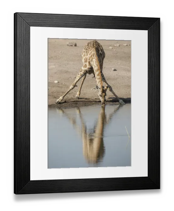 Framed Print : Giraffe -Giraffa camelopardalis-, drinking, Etosha National Park, Namibia, Africa Framed Print : Giraffe -Giraffa camelopardalis-, drinking, Etosha National Park, Namibia, Africa