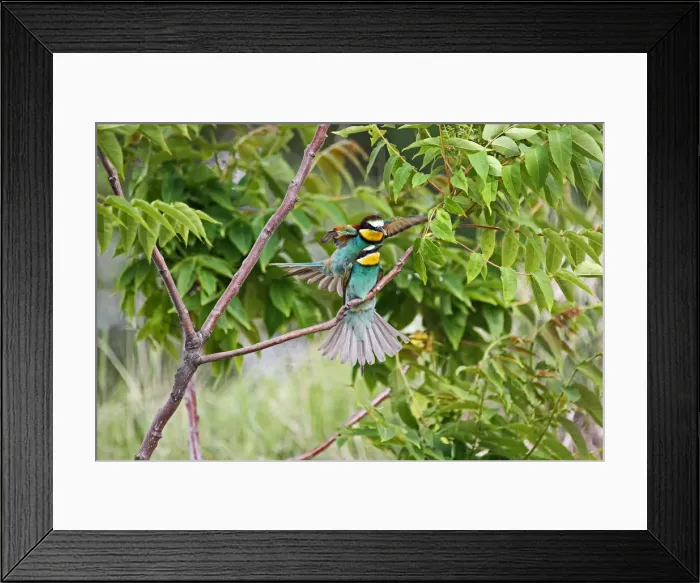 Framed Print : European bee-eaters -Merops apiaster-, mating, Burgenland, Austria, Europe Framed Print : European bee-eaters -Merops apiaster-, mating, Burgenland, Austria, Europe