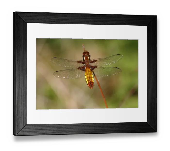 Framed Print : Broad-bodied chaser -Libellula depressa-, female perched on reed, Huehnermoor marsh near Marienfeld, Guetersloh, North Rhine-Westphalia, Germany, Europe