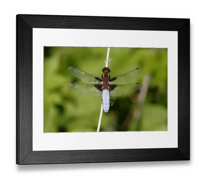 Framed Print : Broad-bodied chaser -Libellula depressa-, male perched on reed, Huehnermoor marsh near Marienfeld, Guetersloh, North Rhine-Westphalia, Germany, Europe Framed Print : Broad-bodied chaser -Libellula depressa-, male perched on reed, Huehnermoor marsh near Marienfeld, Guetersloh, North Rhine-Westphalia, Germany, Europe