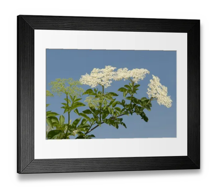 Framed Print : Inflorescence of Black Elder or Elderberry -Sambucus nigra-, Kaiserstuhl, Baden-Wurttemberg, Germany Framed Print : Inflorescence of Black Elder or Elderberry -Sambucus nigra-, Kaiserstuhl, Baden-Wurttemberg, Germany