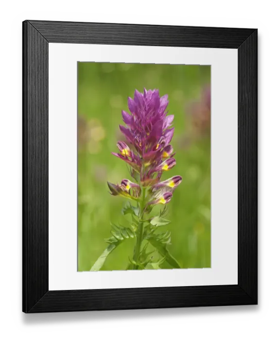 Framed Print : Field Cow-wheat -Melampyrum arvense-, a semi-parasitic plant, Kaiserstuhl, Baden-Wurttemberg, Germany