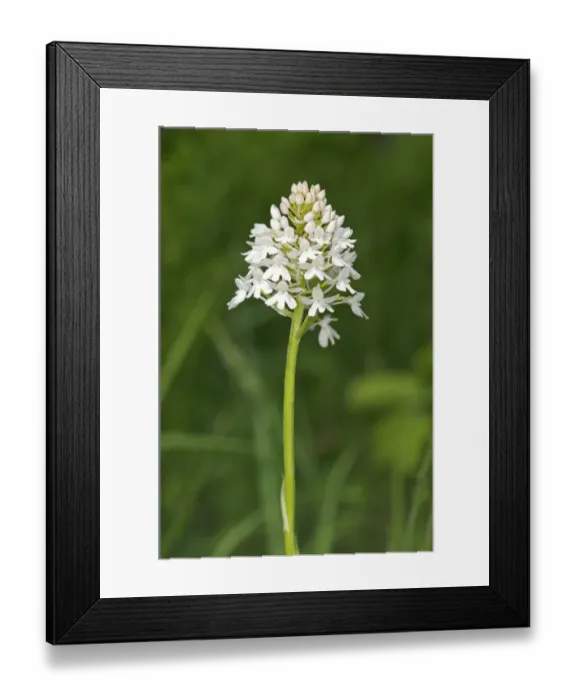 Framed Print : Rare white-flowering colour variation of Pyramidal Orchid -pyramidalis-, Kaiserstuhl, Baden-Wurttemberg, Germany Framed Print : Rare white-flowering colour variation of Pyramidal Orchid -pyramidalis-, Kaiserstuhl, Baden-Wurttemberg, Germany