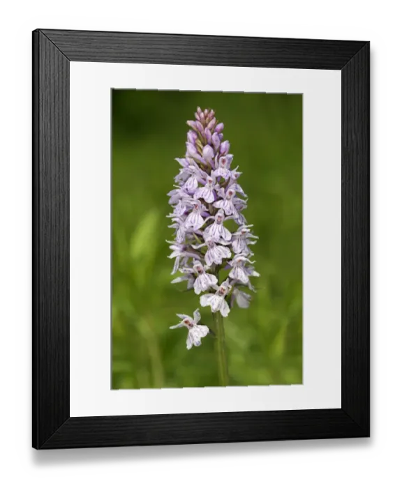 Framed Print : Heath Spotted Orchid or Moorland Spotted Orchid -Dactylorhiza maculata-, Kaiserstuhl, Baden-Wurttemberg, Germany Framed Print : Heath Spotted Orchid or Moorland Spotted Orchid -Dactylorhiza maculata-, Kaiserstuhl, Baden-Wurttemberg, Germany