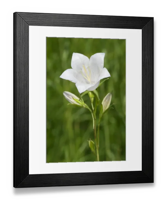 Framed Print : Peach-leaved Bellflower -Campanula persicifolia-, Kaiserstuhl, Baden-Wurttemberg, Germany Framed Print : Peach-leaved Bellflower -Campanula persicifolia-, Kaiserstuhl, Baden-Wurttemberg, Germany