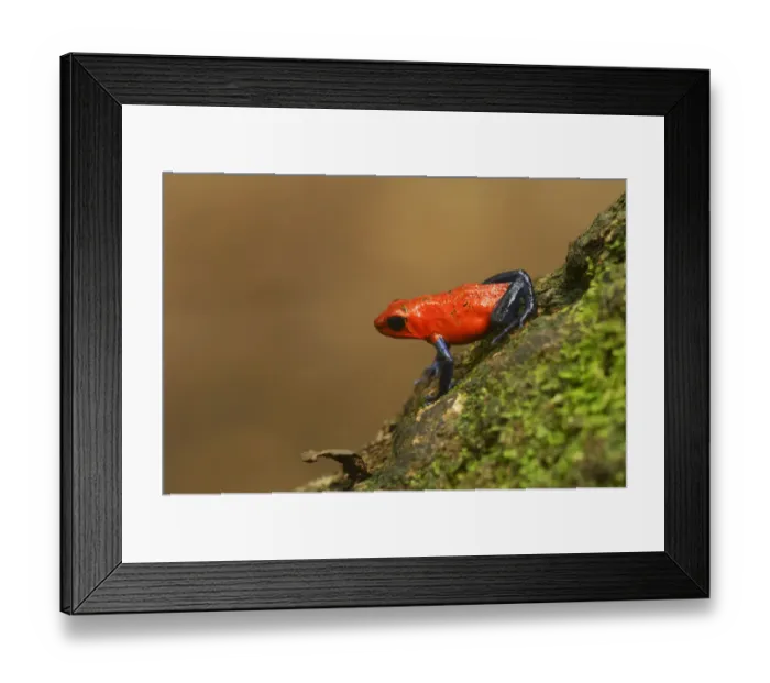 Framed Print : Strawberry Poison Frog -Dendrobates pumilio-, Tenorio Volcano National Park, Costa Rica, Central America Framed Print : Strawberry Poison Frog -Dendrobates pumilio-, Tenorio Volcano National Park, Costa Rica, Central America
