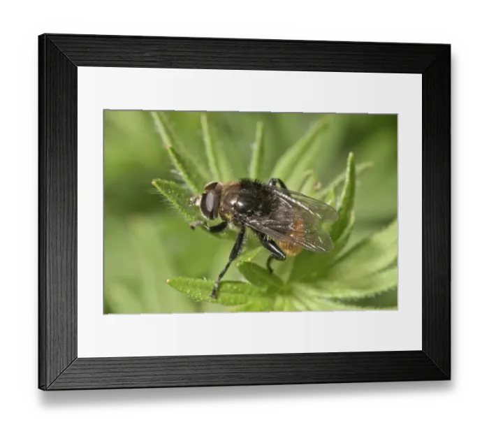 Framed Print : Large narcissus fly -Merodon equestris var bulborum-, female basking, Untergroeningen, Baden-Wuerttemberg, Germany, Europe Framed Print : Large narcissus fly -Merodon equestris var bulborum-, female basking, Untergroeningen, Baden-Wuerttemberg, Germany, Europe