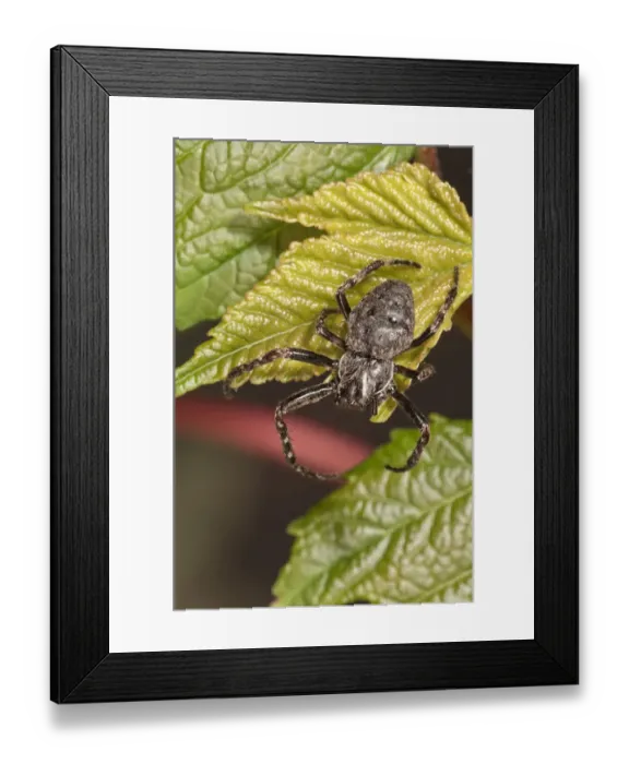 Framed Print : Crab spider -Pistius truncatus-, lying in wait, Untergroeningen, Baden-Wuerttemberg, Germany, Europe Framed Print : Crab spider -Pistius truncatus-, lying in wait, Untergroeningen, Baden-Wuerttemberg, Germany, Europe