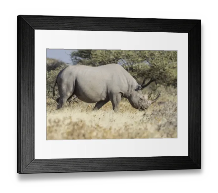 Framed Print : Black rhinoceros -Diceros bicornis-, Etosha National Park, Namibia, Africa Framed Print : Black rhinoceros -Diceros bicornis-, Etosha National Park, Namibia, Africa