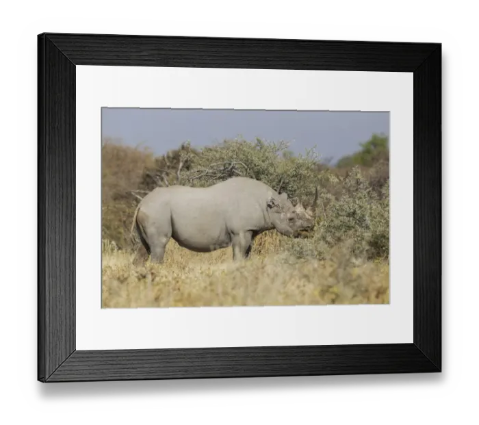 Framed Print : Black rhinoceros -Diceros bicornis-, Etosha National Park, Namibia, Africa Framed Print : Black rhinoceros -Diceros bicornis-, Etosha National Park, Namibia, Africa