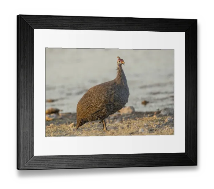 Framed Print : Helmeted guineafowl -Numida meleagris-, Etosha National Park, Namibia, Africa Framed Print : Helmeted guineafowl -Numida meleagris-, Etosha National Park, Namibia, Africa
