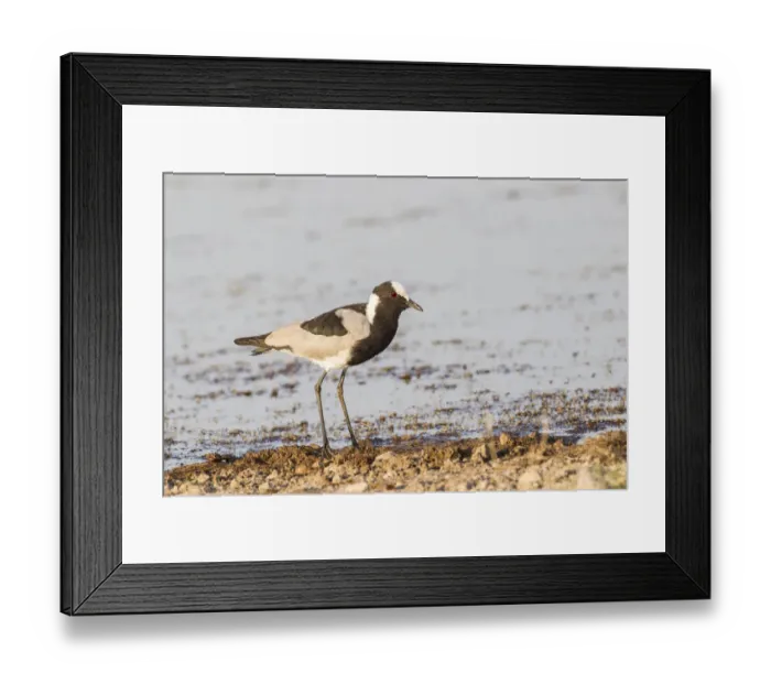 Framed Print : Blacksmith plover -Vanellus armatus-, Etosha National Park, Namibia, Africa Framed Print : Blacksmith plover -Vanellus armatus-, Etosha National Park, Namibia, Africa
