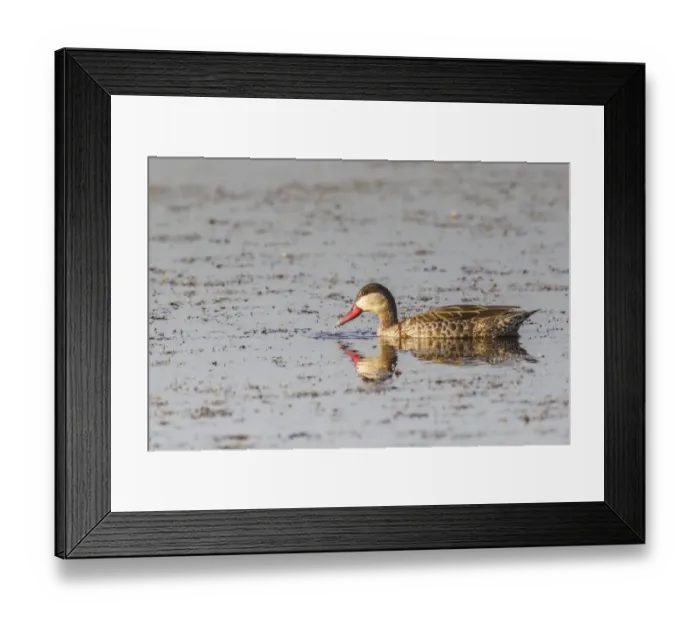 Framed Print : Red-billed teal -Anas erythrorhyncha-, Etosha National Park, Namibia, Africa Framed Print : Red-billed teal -Anas erythrorhyncha-, Etosha National Park, Namibia, Africa