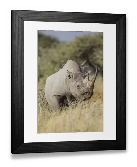 Framed Print : Black rhinoceros -Diceros bicornis-, Etosha National Park, Namibia, Africa